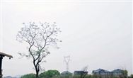 生態環境部將組織開展夏季臭氧污染防治監督幫扶工作